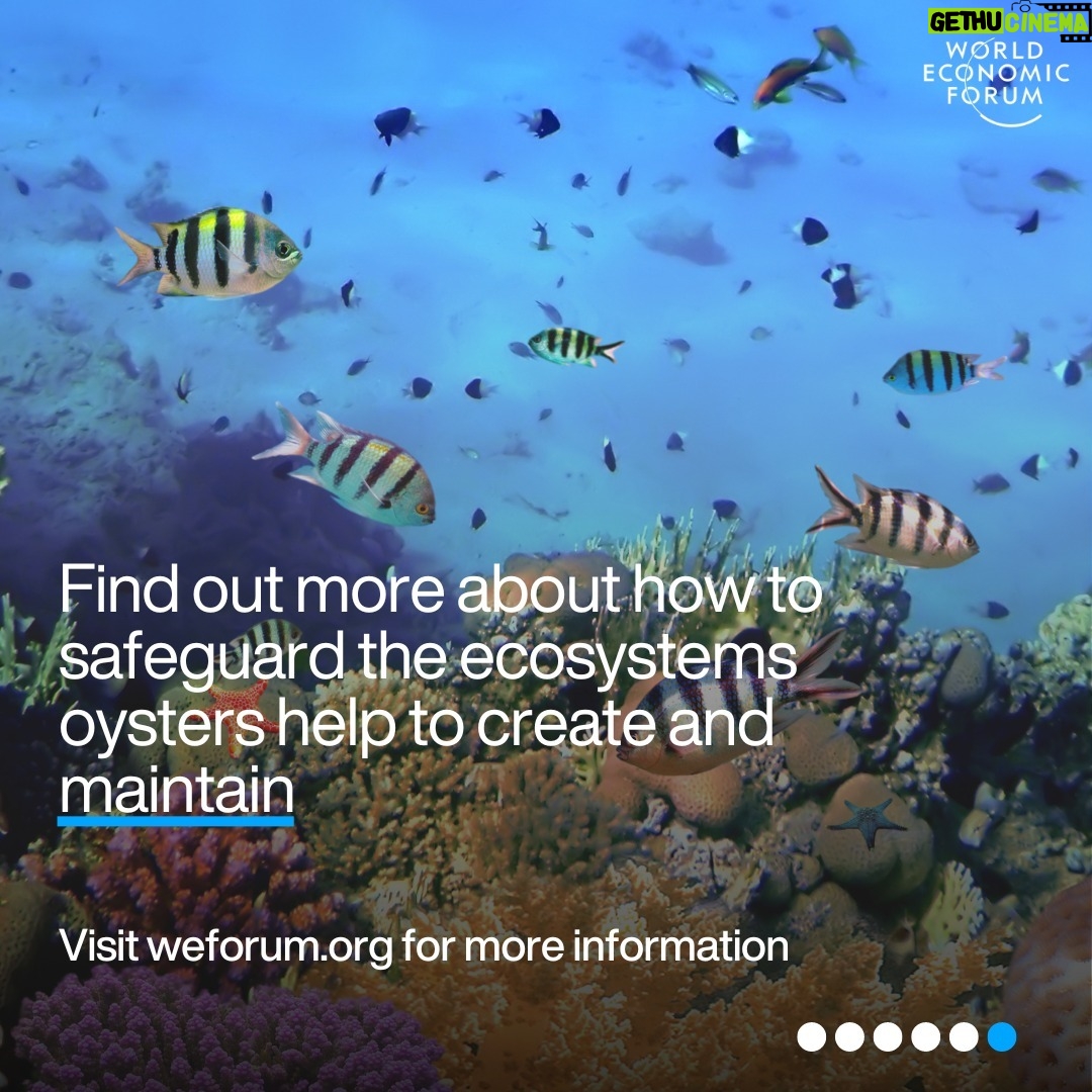 Klaus Schwab Instagram - Oysters are crucial to marine life. But as ocean acidification intensifies, the oyster's future hangs in the balance – and with it, environmental and economic ecosystems. Learn more about the efforts to protect the world’s oysters - and why they are important by tapping the link in our bio.