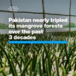 Klaus Schwab Instagram – This nation has bucked a global trend of mangrove decline. 

Learn more about the importance of mangrove forests to achieve global climate targets by tapping the link in our bio.
@1t_org