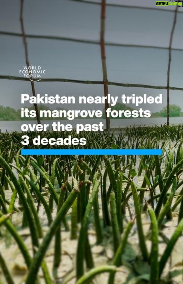 Klaus Schwab Instagram - This nation has bucked a global trend of mangrove decline. Learn more about the importance of mangrove forests to achieve global climate targets by tapping the link in our bio. @1t_org