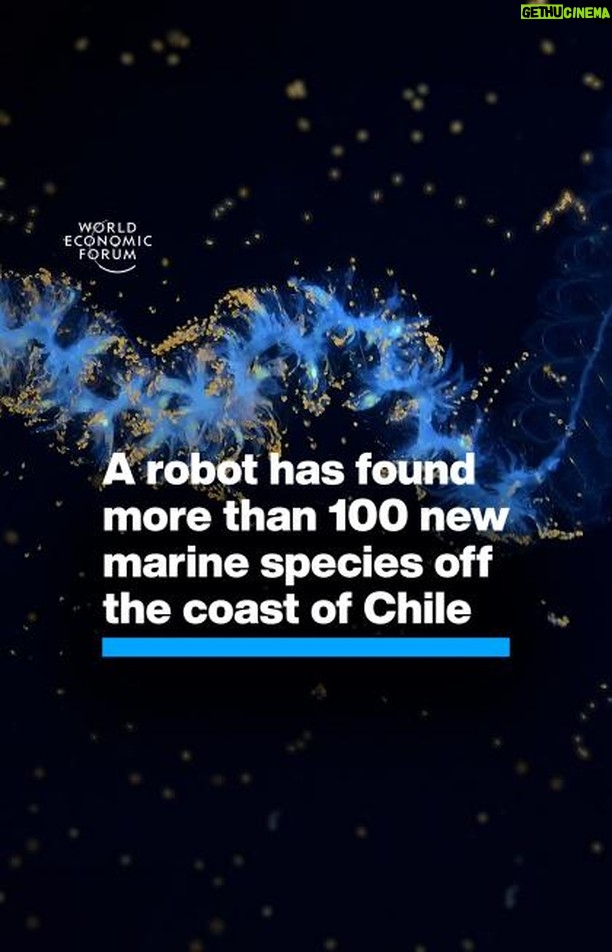 Klaus Schwab Instagram - Nearly half the species living in this mysterious underwater mountain range are found nowhere else on Earth. The World Economic Forum's Ocean Action Agenda is committed to fast-tracking solutions that protect and restore ocean life. Learn more by tapping on the link in our bio.
