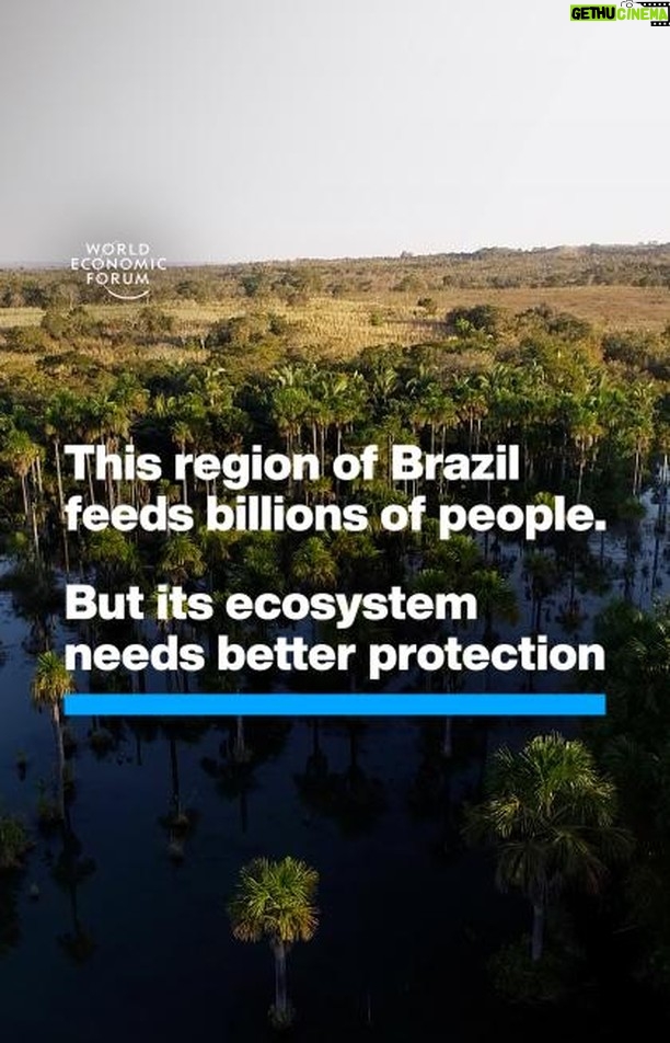 Klaus Schwab Instagram - The Cerrado, an ecoregion in Brazil that's home to 5% of the Earth's species, is under threat from unsustainable farming practices. Learn more about efforts to protect the world's most biodiverse savanna by tapping on the link in our bio.