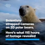 Klaus Schwab Instagram – As melting sea ice makes it harder for polar bears to hunt seals, they were seen foraging for berries. 

Launched at #wef24, the Climate Tipping Points Hub is a data-driven, immersive experience where people can visualise the impacts of climate change in remote regions like the Arctic. Learn more by tapping on the link in our bio.

@ualberta