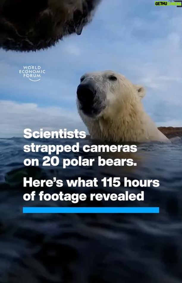 Klaus Schwab Instagram - As melting sea ice makes it harder for polar bears to hunt seals, they were seen foraging for berries. Launched at #wef24, the Climate Tipping Points Hub is a data-driven, immersive experience where people can visualise the impacts of climate change in remote regions like the Arctic. Learn more by tapping on the link in our bio. @ualberta