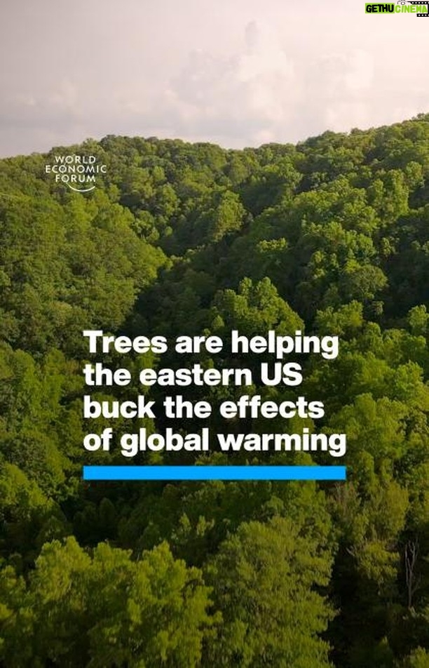 Klaus Schwab Instagram - Responsible reforestation is one of the most effective ways to mitigate climate change. The World Economic Forum’s 1t.org initiative is working to conserve, restore and grow a trillion trees by 2030 for people, biodiversity and the planet. Learn more by tapping on the link in our bio.