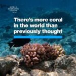 Klaus Schwab Instagram - Using satellite mapping, scientists have found a wealth of uncharted coral. The World Economic Forum’s Ocean Action Agenda works to sustainably create a healthy, thriving ocean. Learn more by tapping on the link in our bio. @allencoralatlas