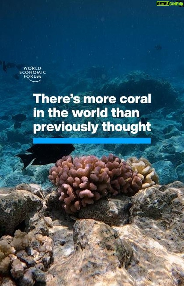 Klaus Schwab Instagram - Using satellite mapping, scientists have found a wealth of uncharted coral. The World Economic Forum’s Ocean Action Agenda works to sustainably create a healthy, thriving ocean. Learn more by tapping on the link in our bio. @allencoralatlas