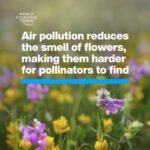 Klaus Schwab Instagram - 40% of global insect pollinators are endangered through pollution, habitat loss and climate change. The World Economic Forum's Global Risks Report 2024 named pollution as one of the top 10 risks facing the world. Tap the link in our bio to learn more. @uofwa
