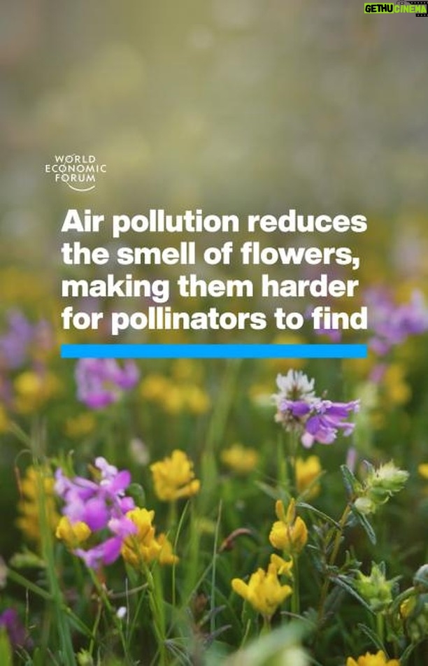 Klaus Schwab Instagram - 40% of global insect pollinators are endangered through pollution, habitat loss and climate change. The World Economic Forum's Global Risks Report 2024 named pollution as one of the top 10 risks facing the world. Tap the link in our bio to learn more. @uofwa