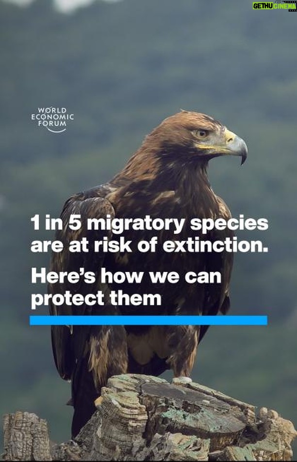 Klaus Schwab Instagram - Migratory animals are key to planetary health – and they’re increasingly under threat. Learn more about the latest nature stories from the World Economic Forum’s Centre for Nature and Climate by tapping on the link in our bio.