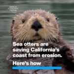 Klaus Schwab Instagram - These marine mammals are doing conservation work that would cost millions of dollars for humans to do. Learn more about the latest news in nature from the World Economic Forum’s Centre for Nature and Climate. Tap the link in our bio to learn more. @dukeuniversity