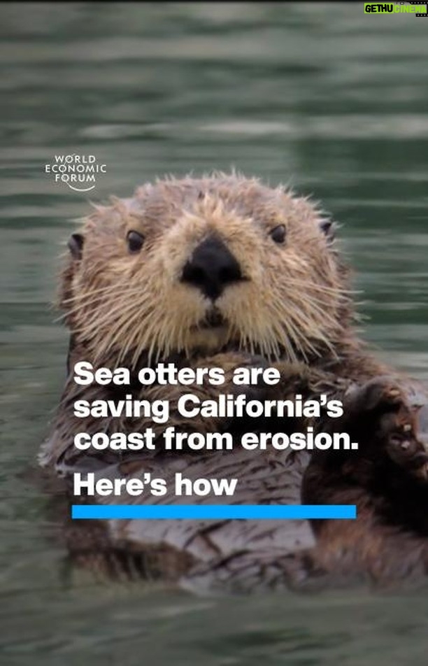 Klaus Schwab Instagram - These marine mammals are doing conservation work that would cost millions of dollars for humans to do. Learn more about the latest news in nature from the World Economic Forum’s Centre for Nature and Climate. Tap the link in our bio to learn more. @dukeuniversity