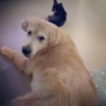 Koo Hye-sun Instagram - 군밤이와 감자