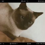 Koo Hye-sun Instagram - 위 작품은 국내 NFT 프로젝트 ‘메타캣 유니버스(Meta Cats Universe)’의 NFT 캐릭터와 저의 그림 '무제'를 콜라보레이션한 작품이고요. 오는 2월 11일부터 1만개의 CARD ART와 3천개의 Signed ART를 선보여 드릴 계획이여요. (똥깡아지 쌈이와 오늘도 밤샘 작업즁)