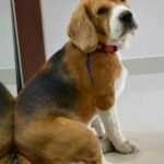 Kratika Sengar Instagram - DONUT - My furever first baby, my soul dog, who rode along with me through my 20s, bought our first house together, saw me getting married, was by my side during my pregnancy, loved n played with my Child. Has crossed the rainbow bridge. 10.10.11-15.01.24 Love you for eternity Donut baby ❣️ You have taken a part of me n gone ❣️ Om Shanti 🙏