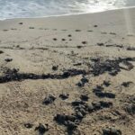 Kristin Cavallari Instagram - Another truly magical day and I’m so grateful for all of these experiences. We got to help release baby turtles into the ocean this morning, which was on my bucket list, and I’ll never forget it. ✨