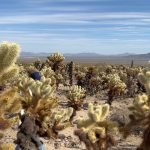 Krystal Jung Instagram – est. 1994!🌵 Joshua Tree National Park