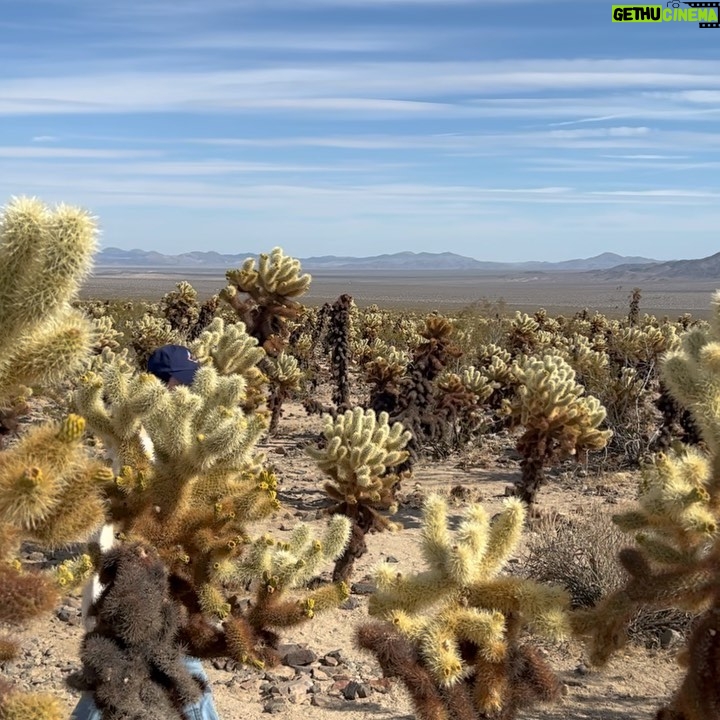 Krystal Jung Instagram - est. 1994!🌵 Joshua Tree National Park