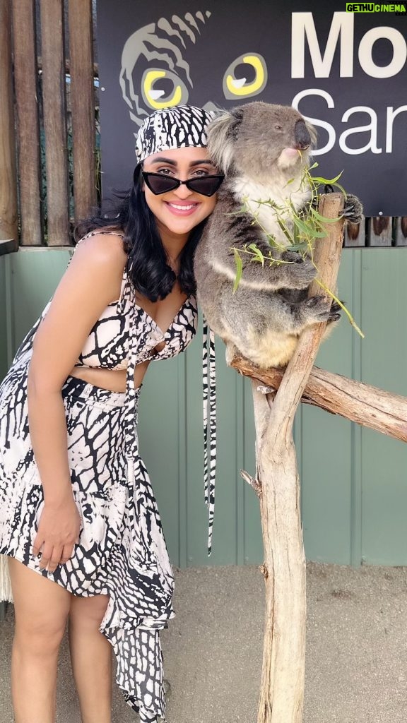 Krystle D'Souza Instagram - Fed some Kangaroos and Joey’s 🦘 Cuddled with MALLEE the cutest, softest koala 🐨 And saw Melbourne Australia’s diverse wildlife at @moonlitsanctuary hosted by @visitmelbourne 🇦🇺 #visitmelbourne #EveryBitDifferent #Wildlife #melbourne #visitvictoria Wearing - @vesture.sk
