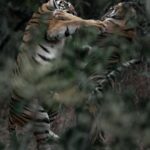 Kunal Khemu Instagram - A few more images from the jungle First up are two sub adult siblings (a tiger and tigress) in Tadoba, playing around even though it may look like they are fighting. 2nd is a leopard watching us watch it through the bushes in the jungles of gothangaon 3rd is the gorgeous tigress called Xmark from the jungle in gothangaon @nikonindiaofficial #nikonz9 #wildlifephotography #wildlife #tiger #leapord #safari #jungle