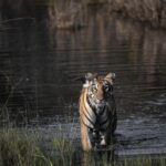 Kunal Khemu Instagram - This gorgeous tigress is called F2 She currently lives in the jungles of #gothangaon in Nagpur.. have had an incredible 2 days here. Will share more pictures from the 12hr safari that we did today.. saw another tigress, sloth bear and a leopard.. if you are into wildlife then you know that all these in just one day is just amazing. Watch out this space for more wildlife pictures in the coming days as I head to #tadoba 😉 #jungle #wildlife #wildlifephotography #tiger @nikonindiaofficial @the_bambooforest_gothangaon