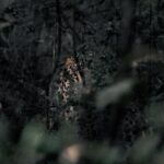 Kunal Khemu Instagram - A few more images from the jungle First up are two sub adult siblings (a tiger and tigress) in Tadoba, playing around even though it may look like they are fighting. 2nd is a leopard watching us watch it through the bushes in the jungles of gothangaon 3rd is the gorgeous tigress called Xmark from the jungle in gothangaon @nikonindiaofficial #nikonz9 #wildlifephotography #wildlife #tiger #leapord #safari #jungle