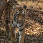 Kunal Khemu Instagram - A few more images from the jungle First up are two sub adult siblings (a tiger and tigress) in Tadoba, playing around even though it may look like they are fighting. 2nd is a leopard watching us watch it through the bushes in the jungles of gothangaon 3rd is the gorgeous tigress called Xmark from the jungle in gothangaon @nikonindiaofficial #nikonz9 #wildlifephotography #wildlife #tiger #leapord #safari #jungle