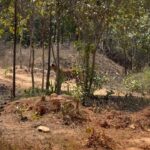 Kunal Khemu Instagram - A few more images from the jungle First up are two sub adult siblings (a tiger and tigress) in Tadoba, playing around even though it may look like they are fighting. 2nd is a leopard watching us watch it through the bushes in the jungles of gothangaon 3rd is the gorgeous tigress called Xmark from the jungle in gothangaon @nikonindiaofficial #nikonz9 #wildlifephotography #wildlife #tiger #leapord #safari #jungle