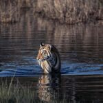 Kunal Khemu Instagram - This gorgeous tigress is called F2 She currently lives in the jungles of #gothangaon in Nagpur.. have had an incredible 2 days here. Will share more pictures from the 12hr safari that we did today.. saw another tigress, sloth bear and a leopard.. if you are into wildlife then you know that all these in just one day is just amazing. Watch out this space for more wildlife pictures in the coming days as I head to #tadoba 😉 #jungle #wildlife #wildlifephotography #tiger @nikonindiaofficial @the_bambooforest_gothangaon