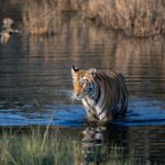 Kunal Khemu Instagram - This gorgeous tigress is called F2 She currently lives in the jungles of #gothangaon in Nagpur.. have had an incredible 2 days here. Will share more pictures from the 12hr safari that we did today.. saw another tigress, sloth bear and a leopard.. if you are into wildlife then you know that all these in just one day is just amazing. Watch out this space for more wildlife pictures in the coming days as I head to #tadoba 😉 #jungle #wildlife #wildlifephotography #tiger @nikonindiaofficial @the_bambooforest_gothangaon
