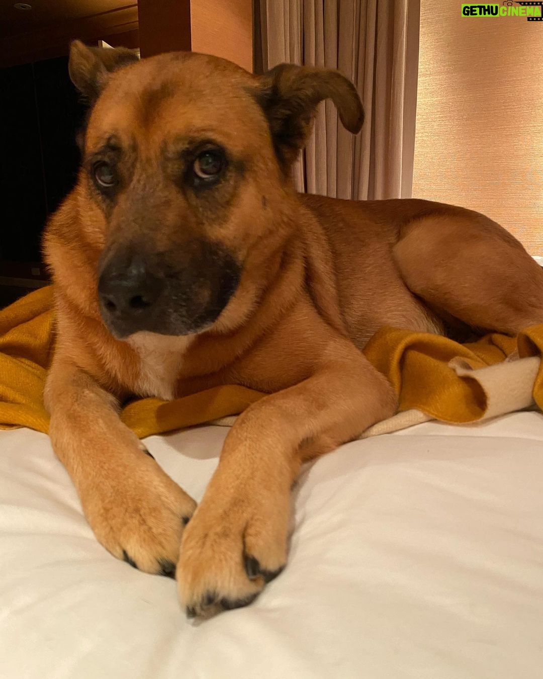 Kunal Nayyar Instagram - Though I have no idea who comes up with “International Dog day” I am glad to report that to me, every day is my son Boba Fett’s day:) I love you more than you could ever imagine.