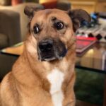 Kunal Nayyar Instagram - Though I have no idea who comes up with “International Dog day” I am glad to report that to me, every day is my son Boba Fett’s day:) I love you more than you could ever imagine.