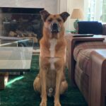 Kunal Nayyar Instagram - Though I have no idea who comes up with “International Dog day” I am glad to report that to me, every day is my son Boba Fett’s day:) I love you more than you could ever imagine.