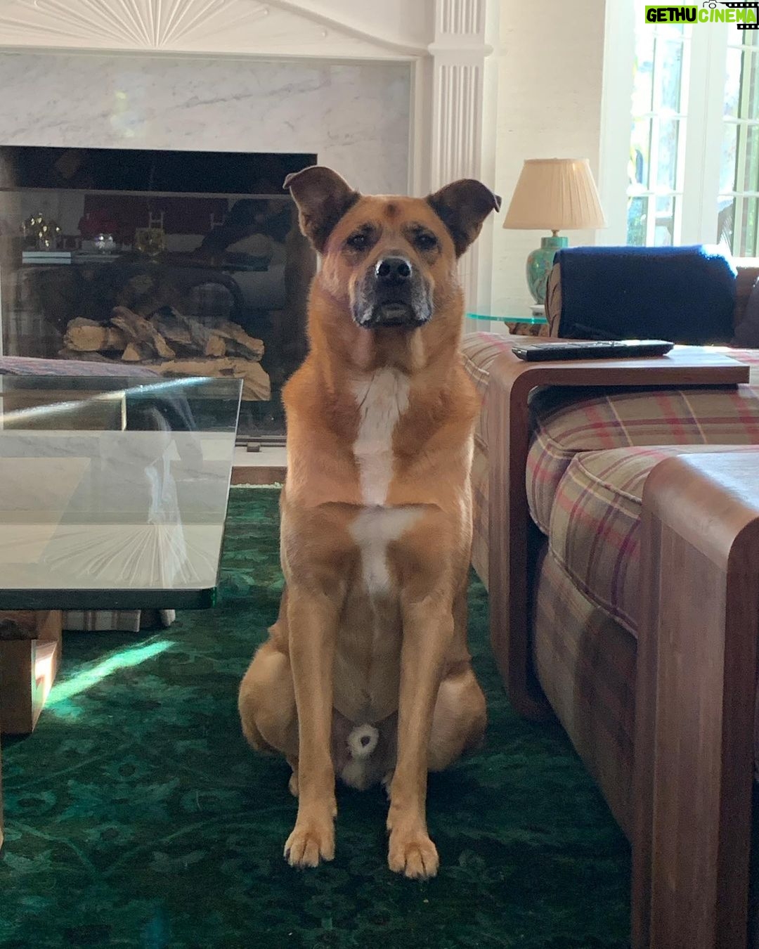 Kunal Nayyar Instagram - Though I have no idea who comes up with “International Dog day” I am glad to report that to me, every day is my son Boba Fett’s day:) I love you more than you could ever imagine.