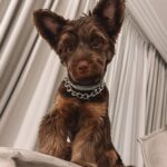 Kurban Omarov Instagram - Мухтар должен был быть Йорком, но получился какой-то особенный. Ну и плюс, мы ему делаем пацанскую стрижку, а не вот это всё.