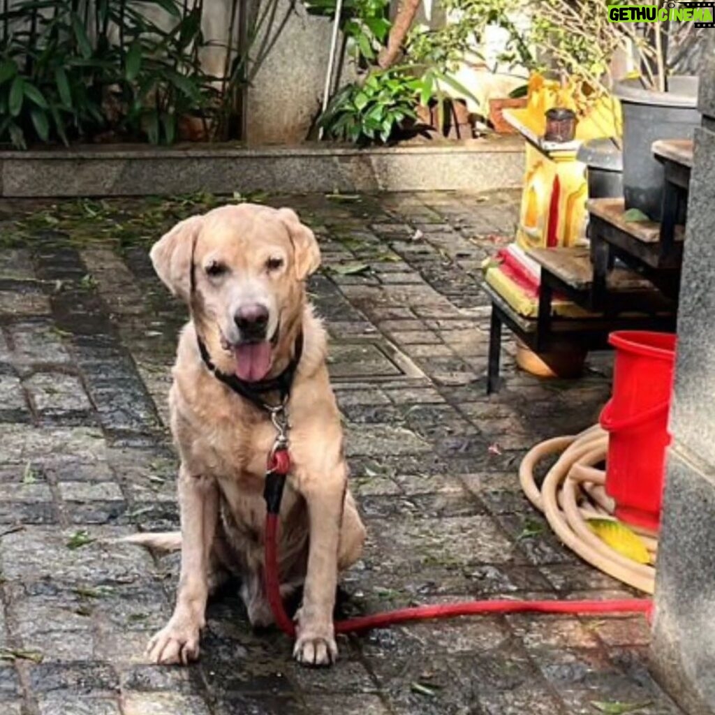 Kushboo Instagram - Hi! Lab found on ormes road kilpauk. As of now he has been sheltered. Pls circulate this msg so that he can find his owners soon. Thank you!