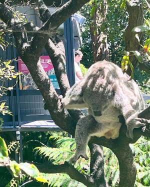 Kwon Yu-ri Instagram - 🐨🦒🐅🐬🦓🐆🦙🦣🦧🦍🦜🦦🦥