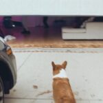 Kyle Hanagami Instagram - He was more than just a dog. He saw me grow up. He loved me when I was broke and living with two roommates and he loved me just as much when I bought a house with a backyard just for him. He loved me when I was broken-hearted and he loved me when I fell in love. He loved me when I booked my first big job and he loved me the same when I had no idea what I was doing. He loved me when I was gone for work and he loved me when I was at home laying on the floor with his chin resting on my chest. But when I was diagnosed with cancer, he loved me the most because I needed it and when he was diagnosed with the same, I loved him the most in return—the kind of love that grows even more now that he’s gone. He loved me regardless of my accomplishments or my failures. He didn’t care if I had nothing to do or a thousand things on my schedule. He lovingly demanded I was present with him at all times and for that, I am forever grateful. I miss him painfully. My dog. My love. My Cash.