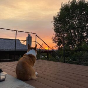 Kyle Hanagami Instagram - He was more than just a dog. He saw me grow up. He loved me when I was broke and living with two roommates and he loved me just as much when I bought a house with a backyard just for him. He loved me when I was broken-hearted and he loved me when I fell in love. He loved me when I booked my first big job and he loved me the same when I had no idea what I was doing. He loved me when I was gone for work and he loved me when I was at home laying on the floor with his chin resting on my chest. 

But when I was diagnosed with cancer, he loved me the most because I needed it and when he was diagnosed with the same, I loved him the most in return—the kind of love that grows even more now that he’s gone. 

He loved me regardless of my accomplishments or my failures. He didn’t care if I had nothing to do or a thousand things on my schedule. He lovingly demanded I was present with him at all times and for that, I am forever grateful. I miss him painfully. My dog. My love. My Cash.