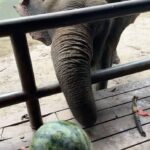 Kylie Padilla Instagram - I just want to be around elephants