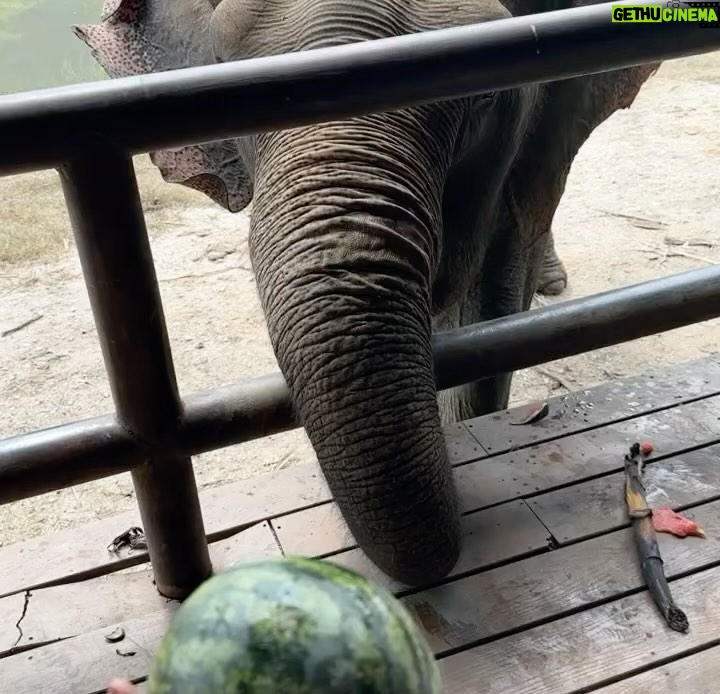 Kylie Padilla Instagram - I just want to be around elephants