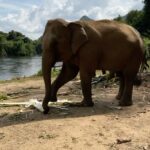 Kylie Padilla Instagram - I just want to be around elephants