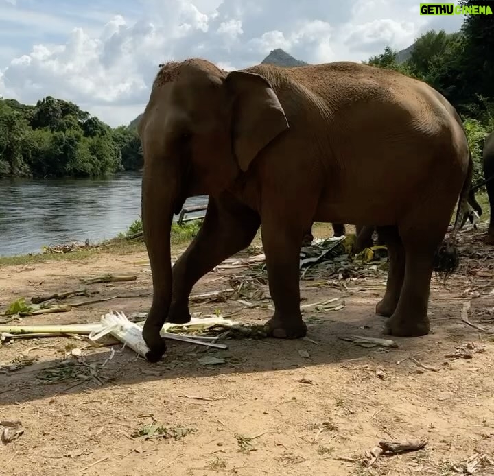 Kylie Padilla Instagram - I just want to be around elephants