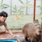 Kyutae Sim Instagram - I love Capybara❤️