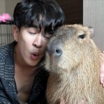 Kyutae Sim Instagram - My new friend😎 his name Prayut #capybara
