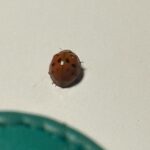 Léana Zaoui Instagram – 🐞