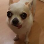 LOLiTO FDEZ Instagram - El día 25 de Agosto estaré en Paraguay, y tengo muchísimas ganas! jugaré con Mangel, Alexby y Perxitaa a Fortnite!! Venid a vernos comprando vuestras entradas de @personalcmf aquí: https://www.reduts.com.py/evento/personal-club-media-fest-1 #PersonalCMF