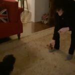 LP Instagram - Orson learned a new trick today. Turns out he was a soccer star in a past life