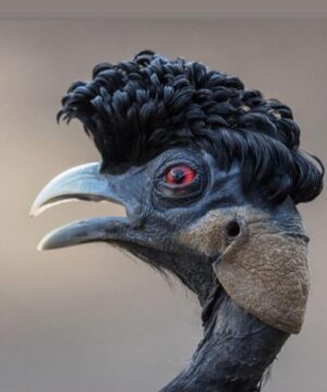 LP Instagram - This bird really got to me I guess ....🐦