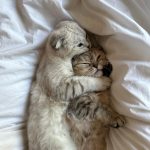 Larray Instagram - sorry i ghosted you, too busy being a cat dad
