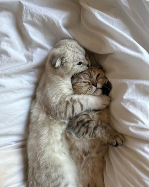 Larri Merritt Instagram - sorry i ghosted you, too busy being a cat dad